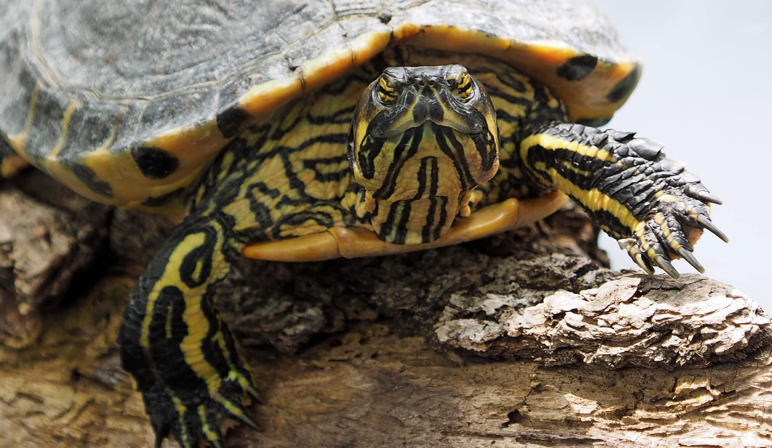Optimisation des techniques d’échantillonnage et analyse génétique de l’ADN environnemental (ADNe) d'une espèce de tortue en péril du Canada dans le Parc de la Gatineau