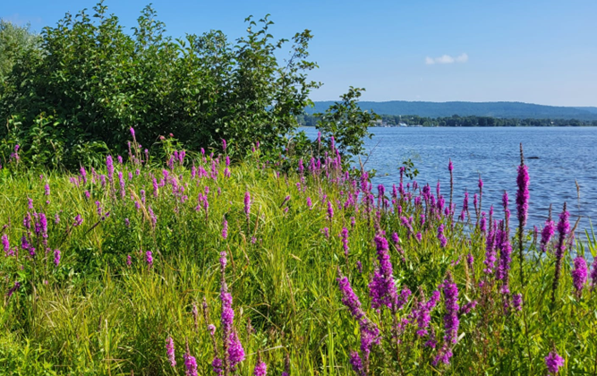 Phytoremédiation et revitalisation des terrains urbains ou riverains contaminés et abandonnés et/ou sous-utilisés par les villes et municipalités régionales de comté (MRC) de l'Outaouais