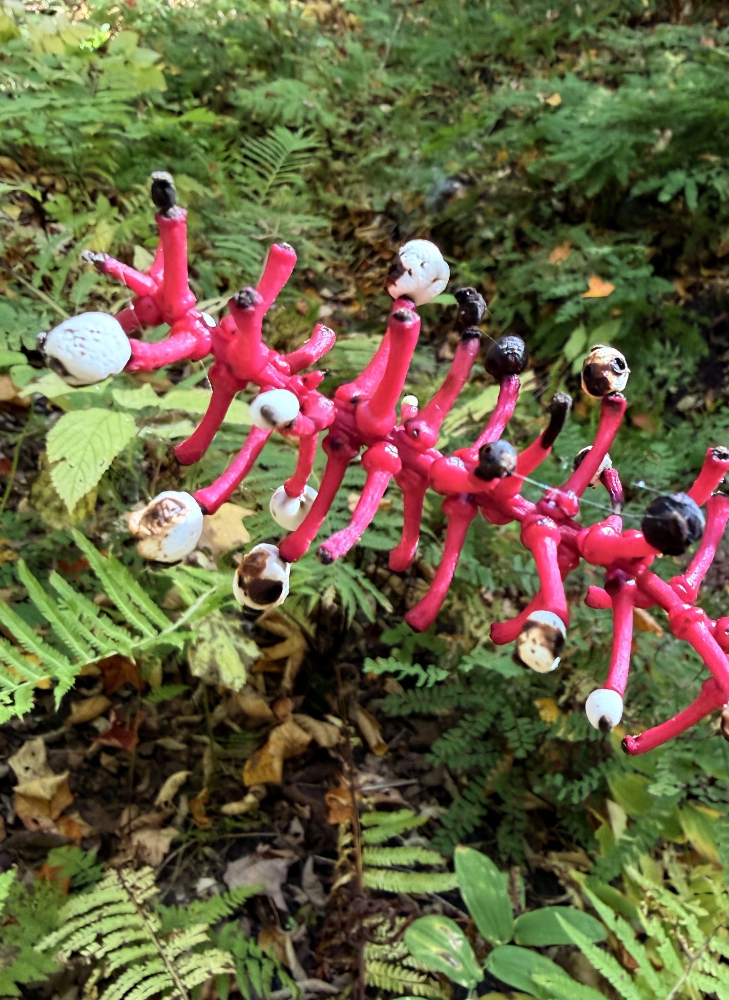 Projet BioBitz – Cégep de l’Outaouais